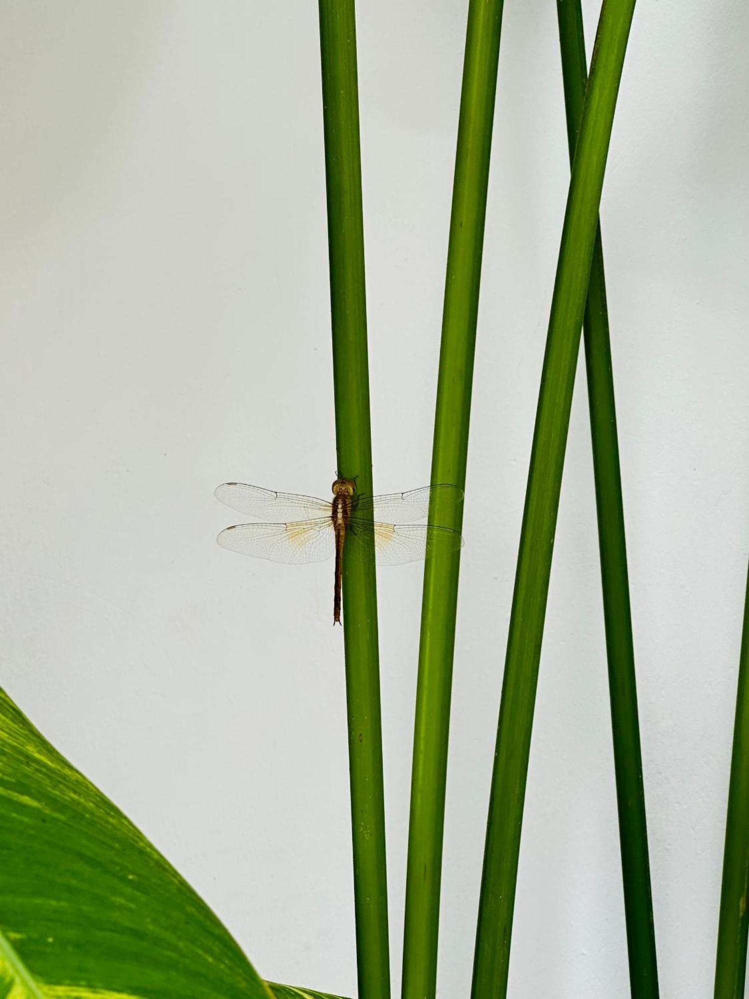 Palmcalina - Phuqui Beach House Cu Lao Thu Kültér fotó